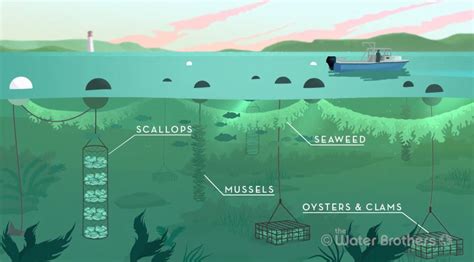 Regenerative Ocean Farming: How Can Polycultures Help Our Coasts?