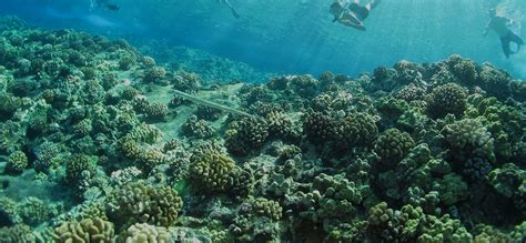 Save Hawaii's Coral Reefs | Top 10 Things You Can Do