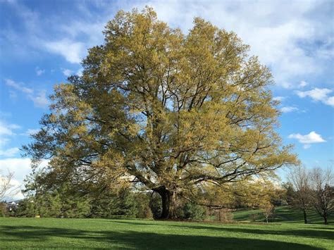 10 Fast Growing Oak Trees to Consider - Gardening Channel