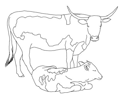 free coloring pages printable cows