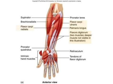 Pictures Of Abductor Pollicis Brevis Tendons