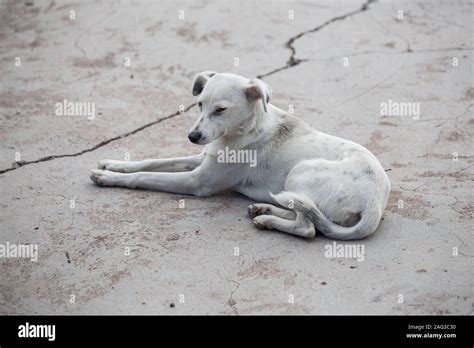 Aspin dog hi-res stock photography and images - Alamy