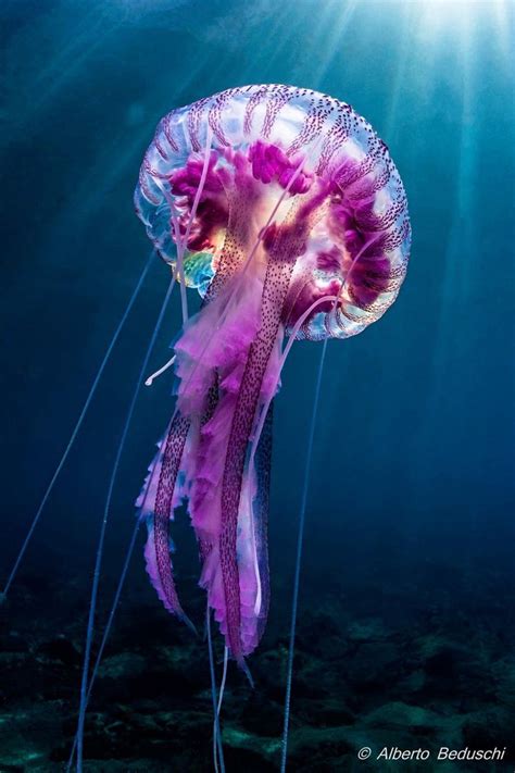 Billedresultat for jellyfish | Động vật, Betta, Cá kỳ lạ