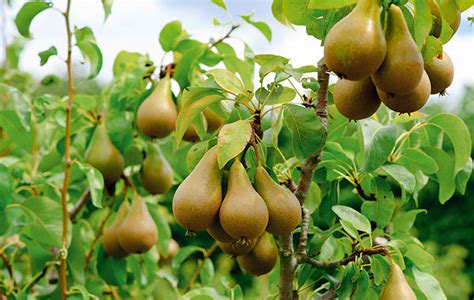 How to grow a pear tree: What to choose, how to look after it - Country Life