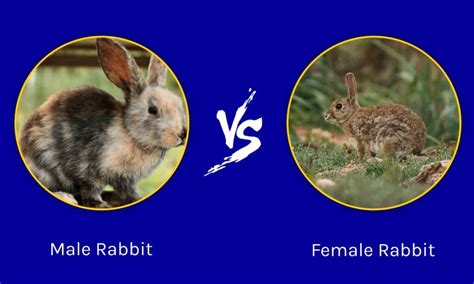 Male vs Female Rabbits: Avoiding A Petting Zoo! - IMP WORLD