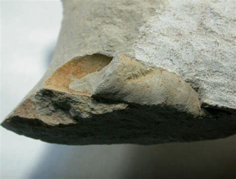 Orthocone Cephalopod Fossil