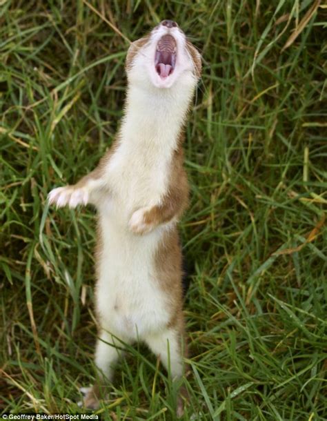 Weasel appears to be mid-song as he opens his mouth for onlookers | Daily Mail Online