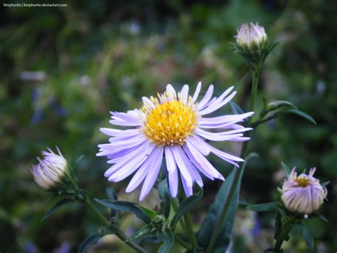 Budding Flower by Kiriphorito on DeviantArt