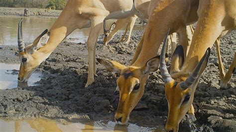 WildCam Gorongosa: Citizen Science to Support Conservation | Gorongosa ...