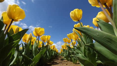 Nearly 3 million stunning tulips blooming at Holland Ridge Farms - YouTube