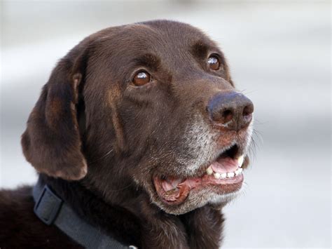 Drug-Sniffing Dogs Take Center Stage At U.S. Supreme Court : NPR