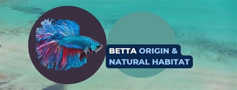 Where Do Betta Fish Live In The Wild? Siamese Fighting Fish Habitat