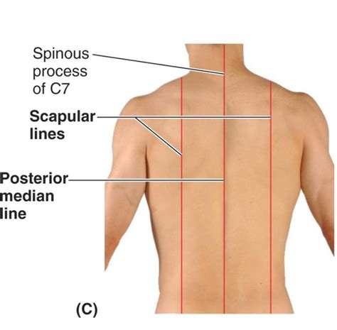 Print Module 3: the thorax flashcards | Easy Notecards