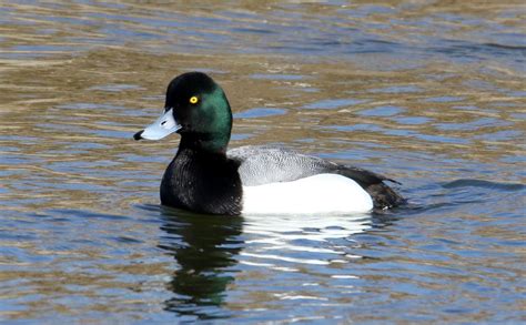 GREATER SCAUP – Birds of Nebraska – Online