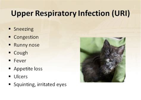 What To Do When Your Cat Has Upper Respiratory Infection (URI)? | BudgetPetWorld