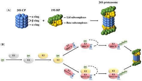 P53: Stability From The Ubiquitin–Proteasome System And, 42% OFF