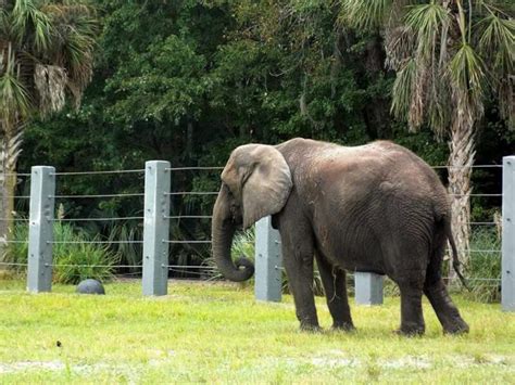 Taken by Curtis Tanner | Jacksonville zoo, Animals, Zoo