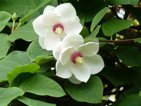 Magnolia sieboldii: National Flower of North Korea | Meaning of the Magnolia