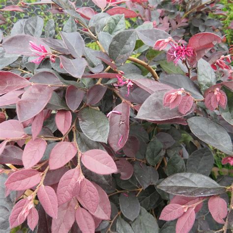 Loropetalum 'Burgundy' 6'' Pot - Hello Hello Plants & Garden Supplies