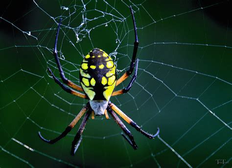 The Black and Yellow Garden Spider - Orb