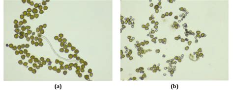 Apple (Malus domestica) varieties pollen viability. Error bars ...