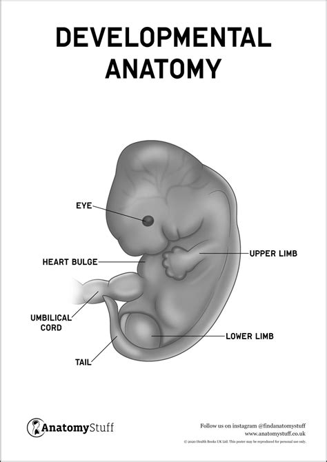 Developmental Anatomy Poster PDF