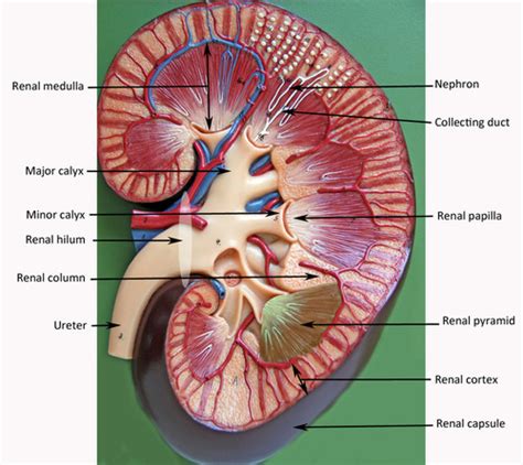 urinary system Flashcards | Quizlet