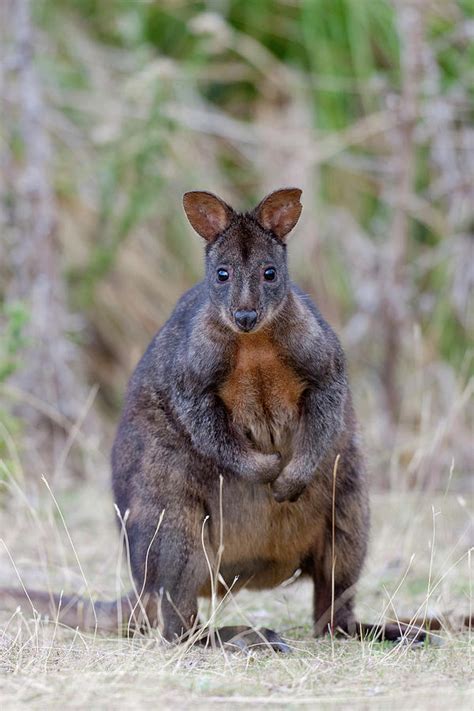 Tasmanian Pademelon (thylogale Photograph by Martin Zwick