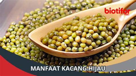 Manfaat Kacang Hijau: Menggali Khasiat Sehat Dalam Setiap Biji - Biotifor