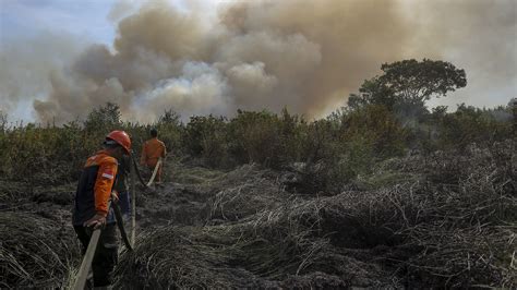 Contoh Gambar Kebakaran Hutan – pulp