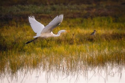 great white egret flying over – Stan Schaap PHOTOGRAPHY