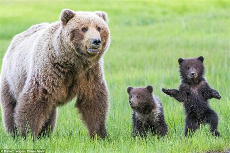 Bear cubs give the arrival of spring a round of a-paws in Alaska | Daily Mail Online