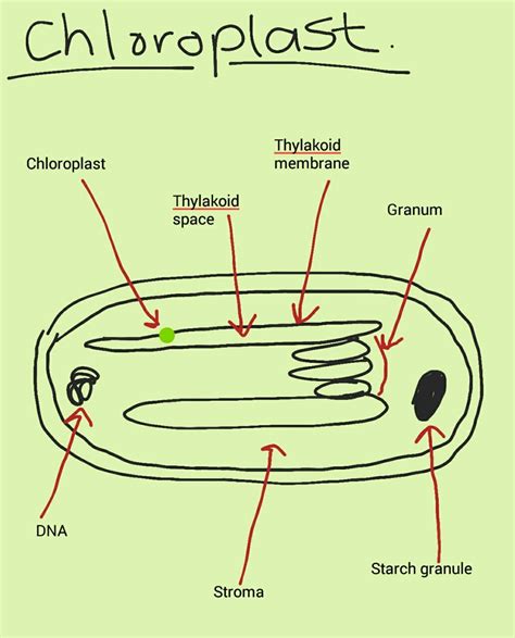 Chloroplast Diagram