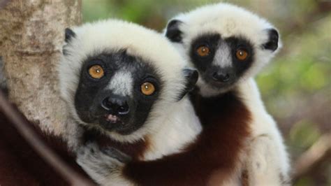 Everything You Never Knew About Dancing Lemurs