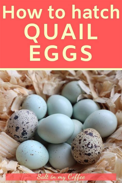 Hatching Quail Eggs | Quail eggs, Raising quail, Quail