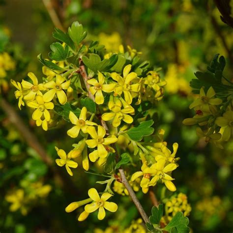 Ribes aureum / odoratum - Guldribs