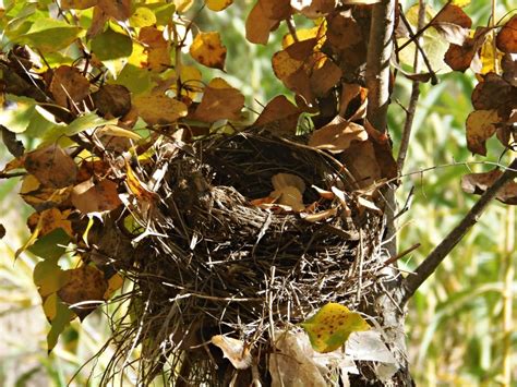 brown birds nest on tree free image | Peakpx