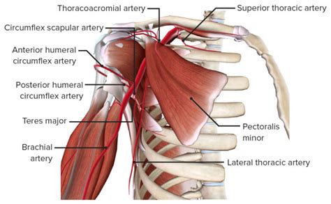 Axilla and Brachial Plexus: Anatomy | Concise Medical Knowledge