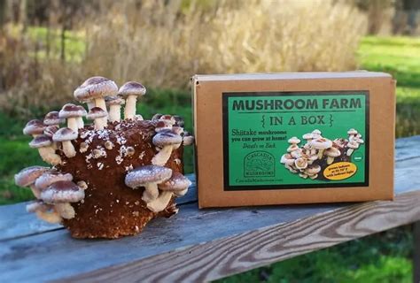 10+ Best Mushroom Growing Kits To Start Growing At Home