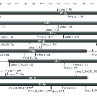 | Representation of the RdRp organization of the eight viruses found in... | Download Scientific ...