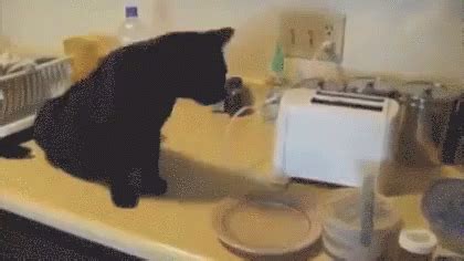 猫トースト GIF - Cat Toaster - Discover & Share GIFs