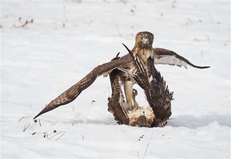 Red-tailed Hawk | Audubon Field Guide