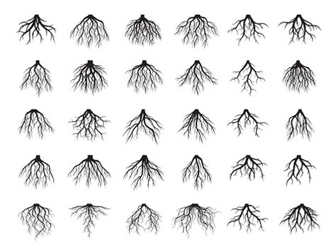 Set Of Roots Vector Elements Stock Illustration - Download Image Now - iStock