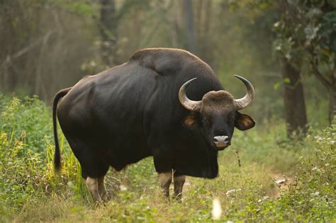 The Gaur- Indian Wild Buffalo