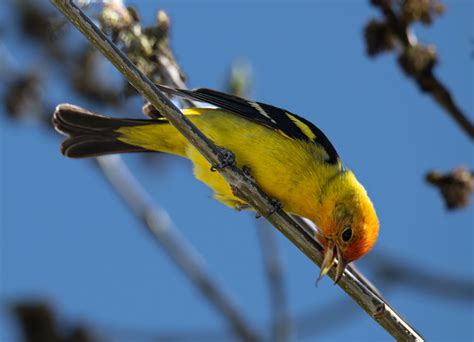 Western Tanager (male) | Taken in Durango, Colorado | Flickr