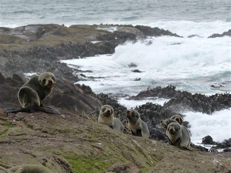 Keep vulnerable seals safe: Media release 15 September 2015