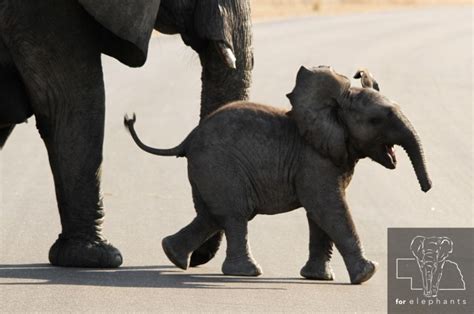 Updated: Six facts about baby elephants - Blog