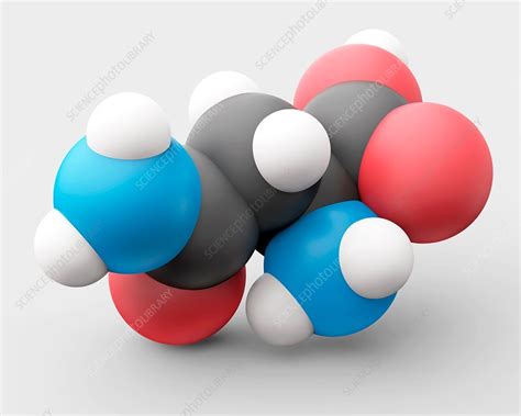 Asparagine amino acid molecule - Stock Image - C030/0643 - Science ...