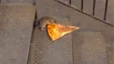 Pizza Time -- Rat Drags Slice Into New York Subway (VIDEO)