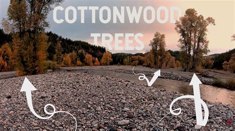 Cottonwood Trees and Their Uses - Stone Age Man